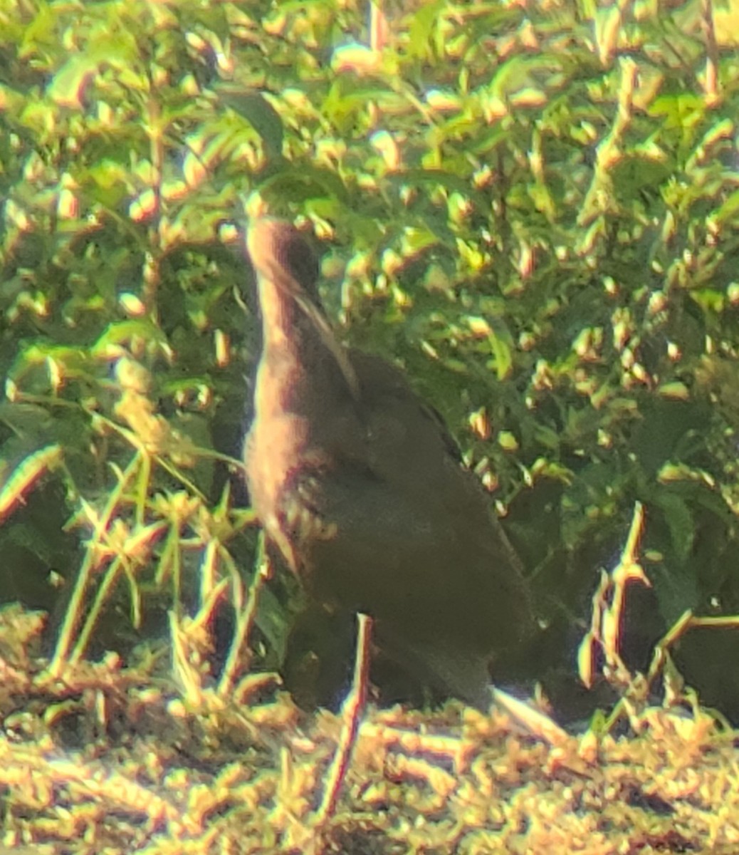 White-faced Ibis - ML642627290