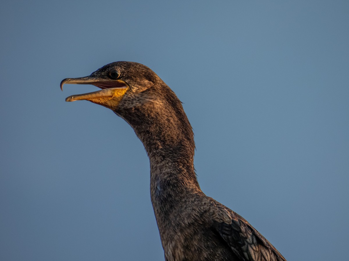 Neotropic Cormorant - ML642627318