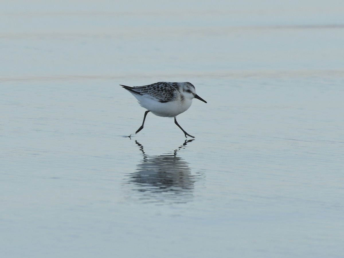 Bécasseau sanderling - ML642627321
