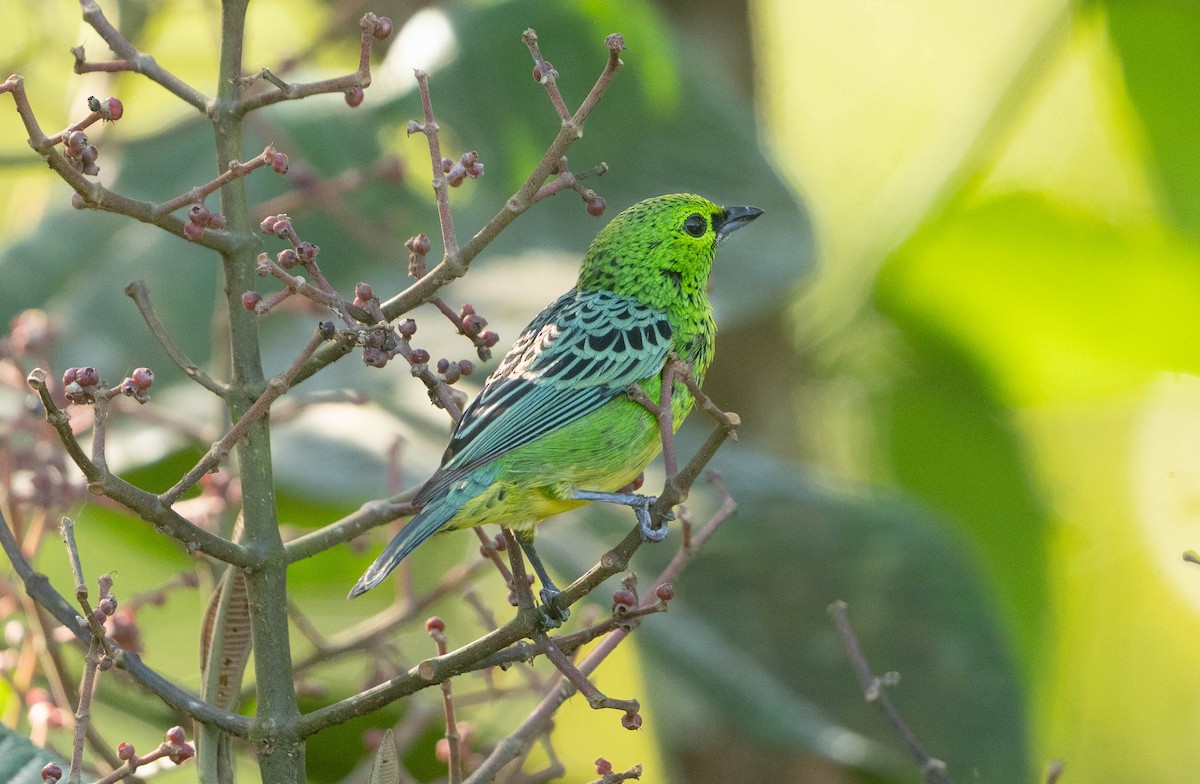 Yellow-bellied Tanager - ML642627324