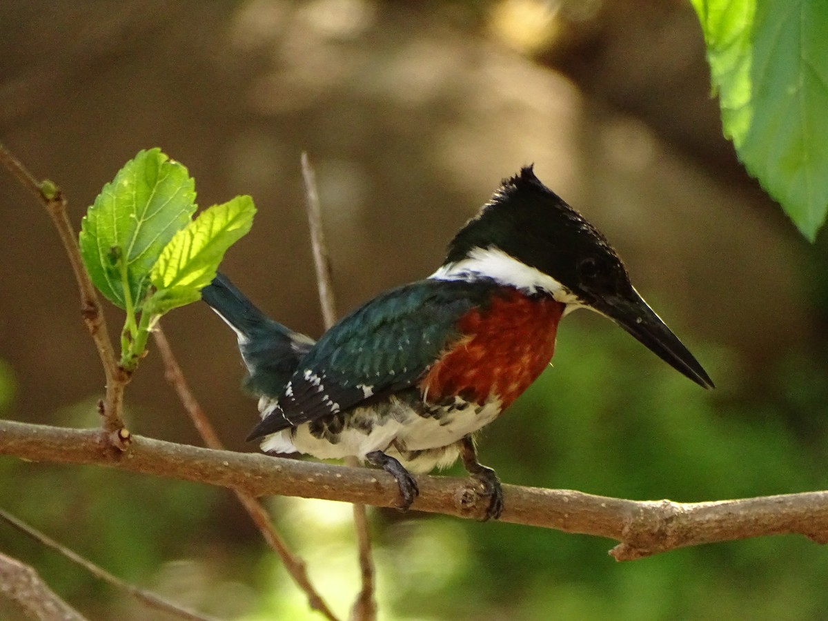 Green Kingfisher - ML642627345