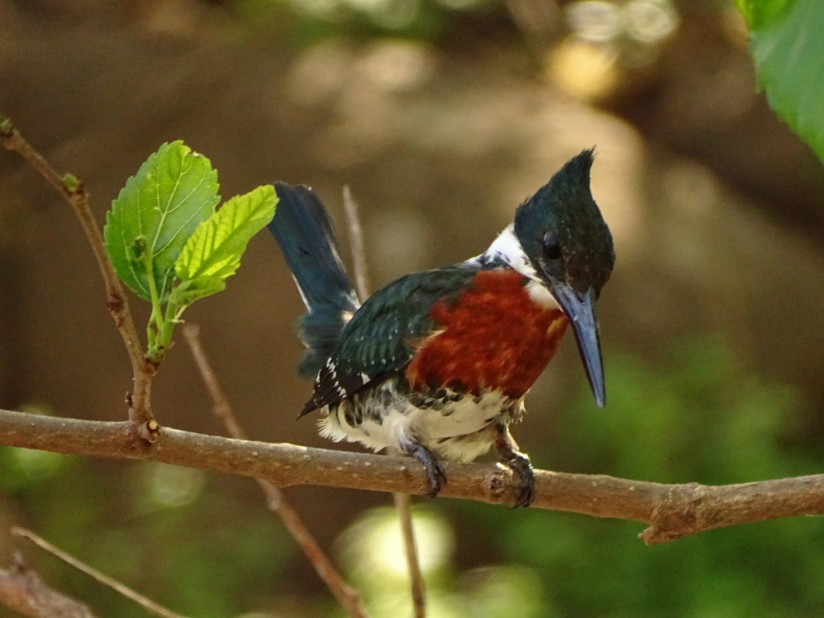 Green Kingfisher - ML642627346