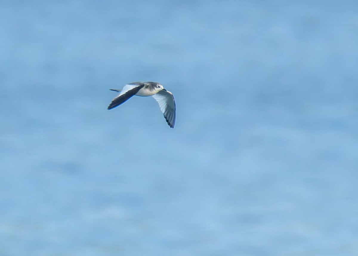 Sabine's Gull - ML642627347