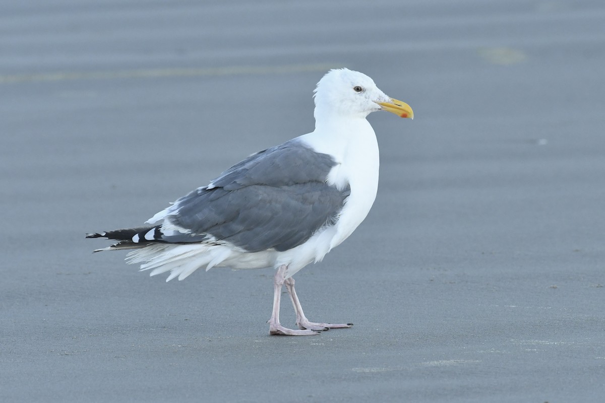 Goéland d'Audubon - ML642627355