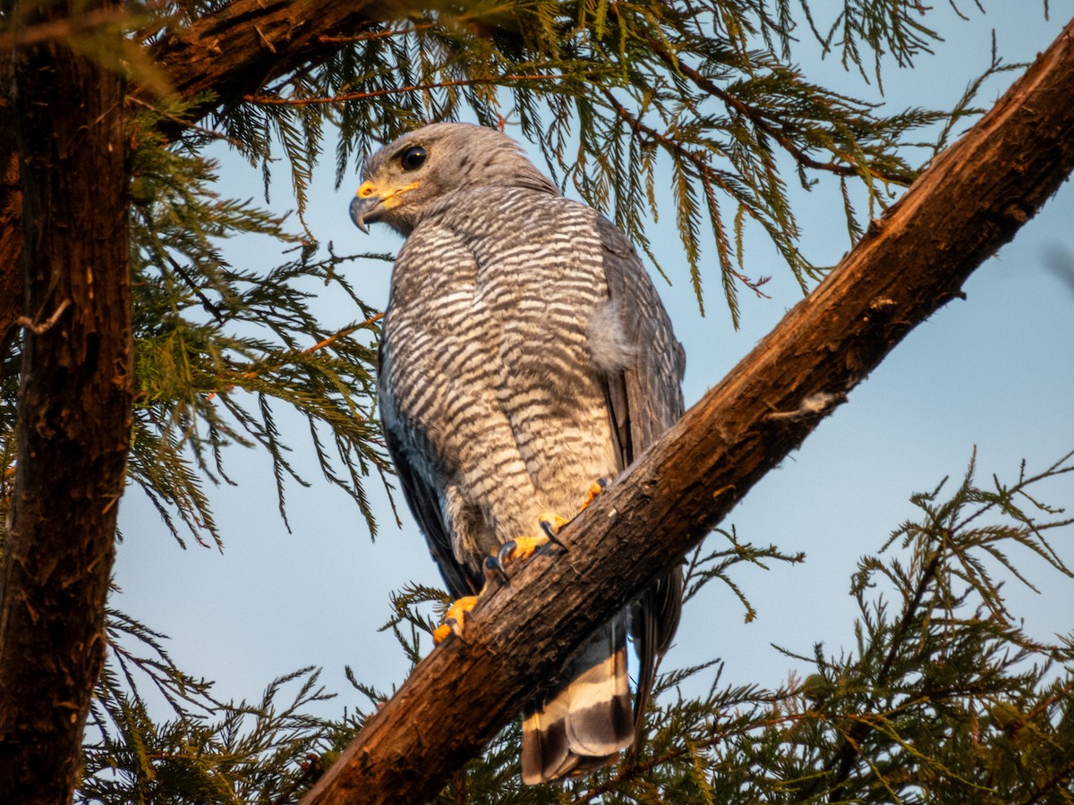 Gray Hawk - ML642627360
