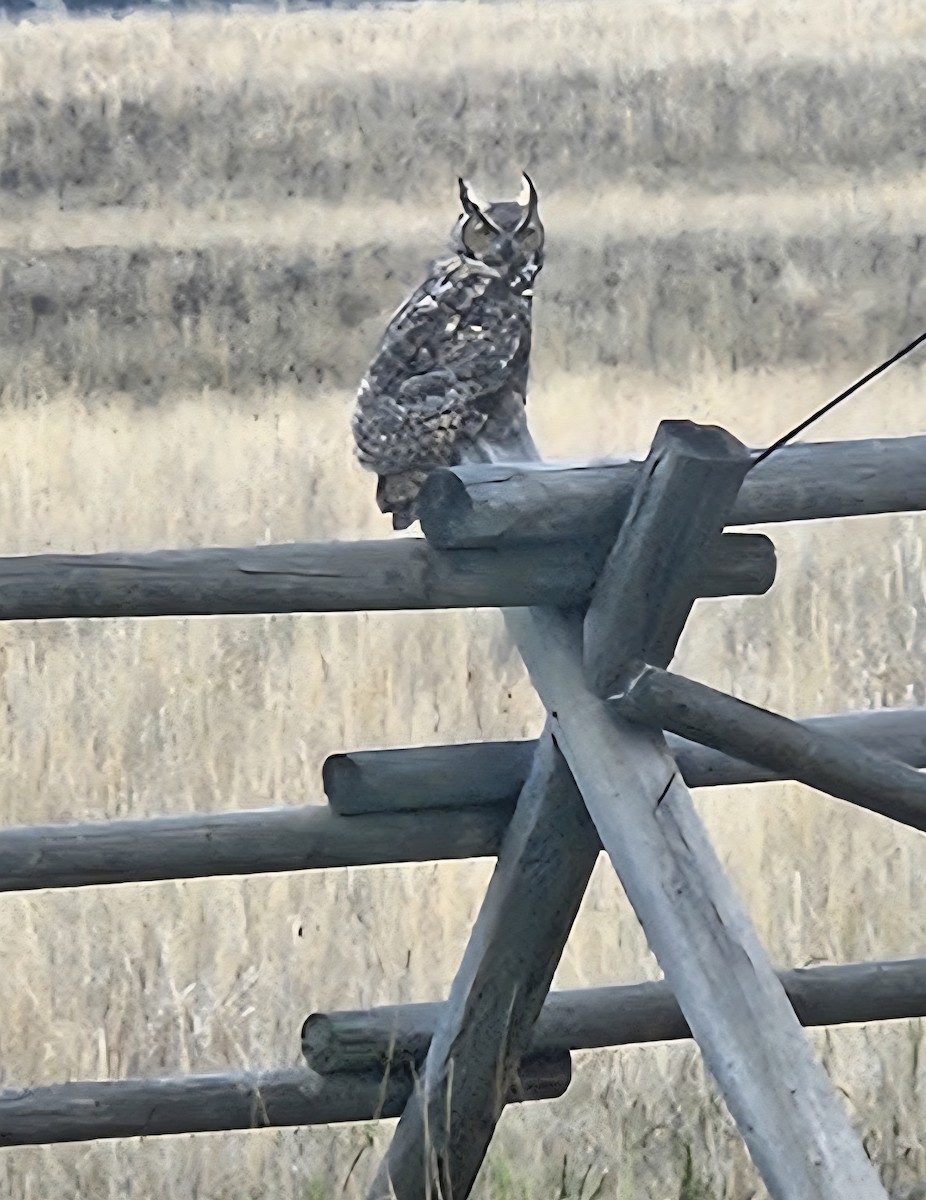Great Horned Owl - ML642627361
