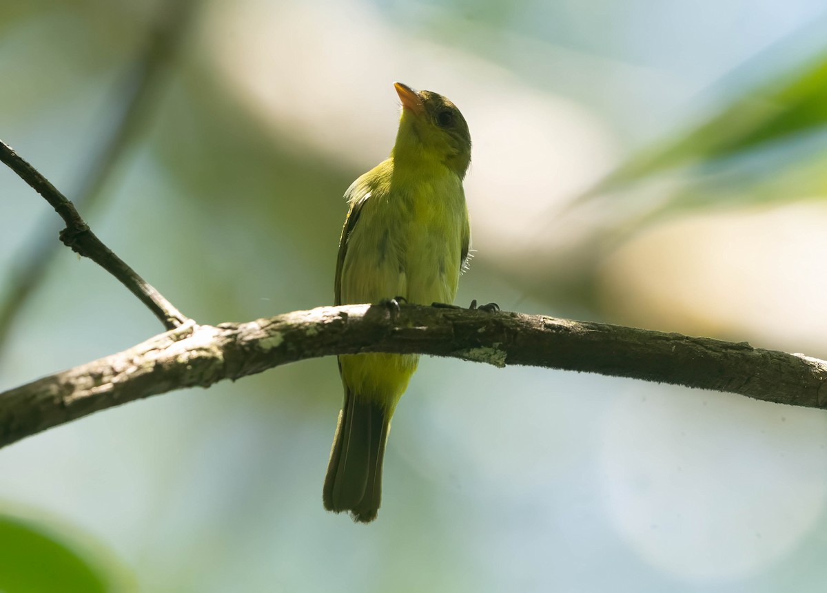 Yellow-backed Tanager - ML642627365