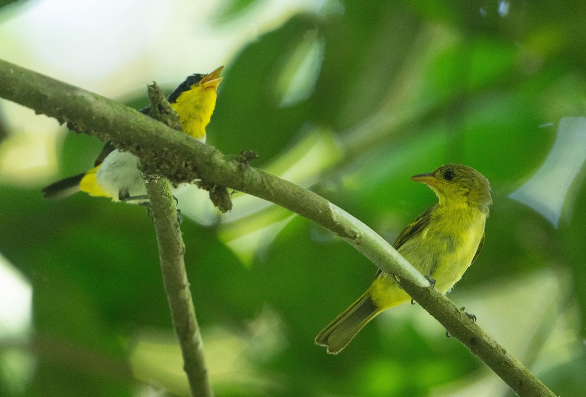Yellow-backed Tanager - ML642627368