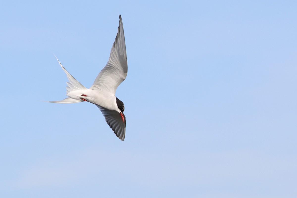 Arctic Tern - ML642627378