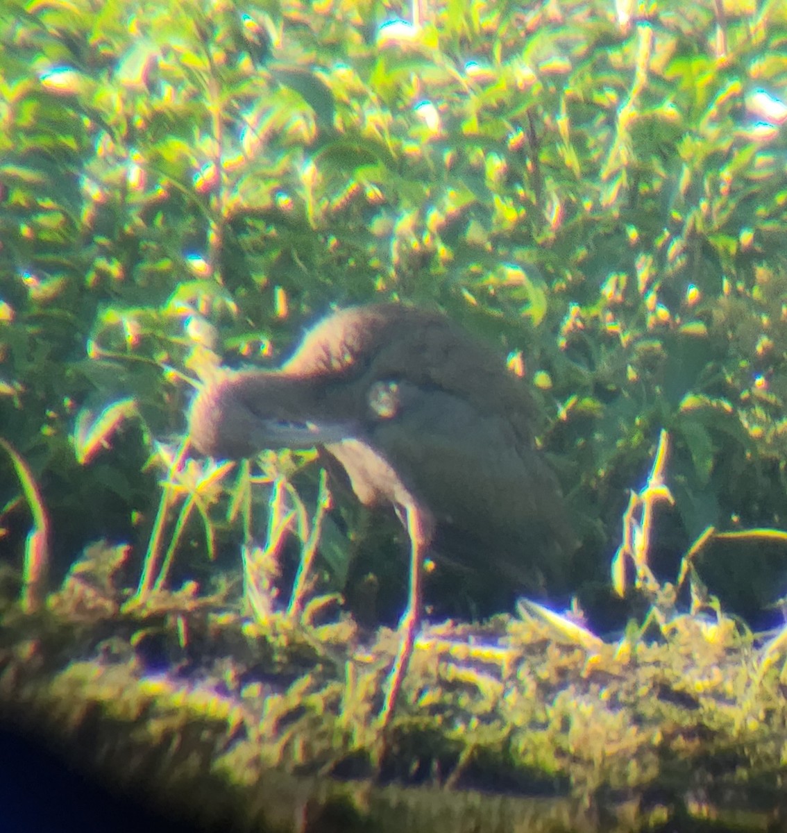 White-faced Ibis - ML642627393