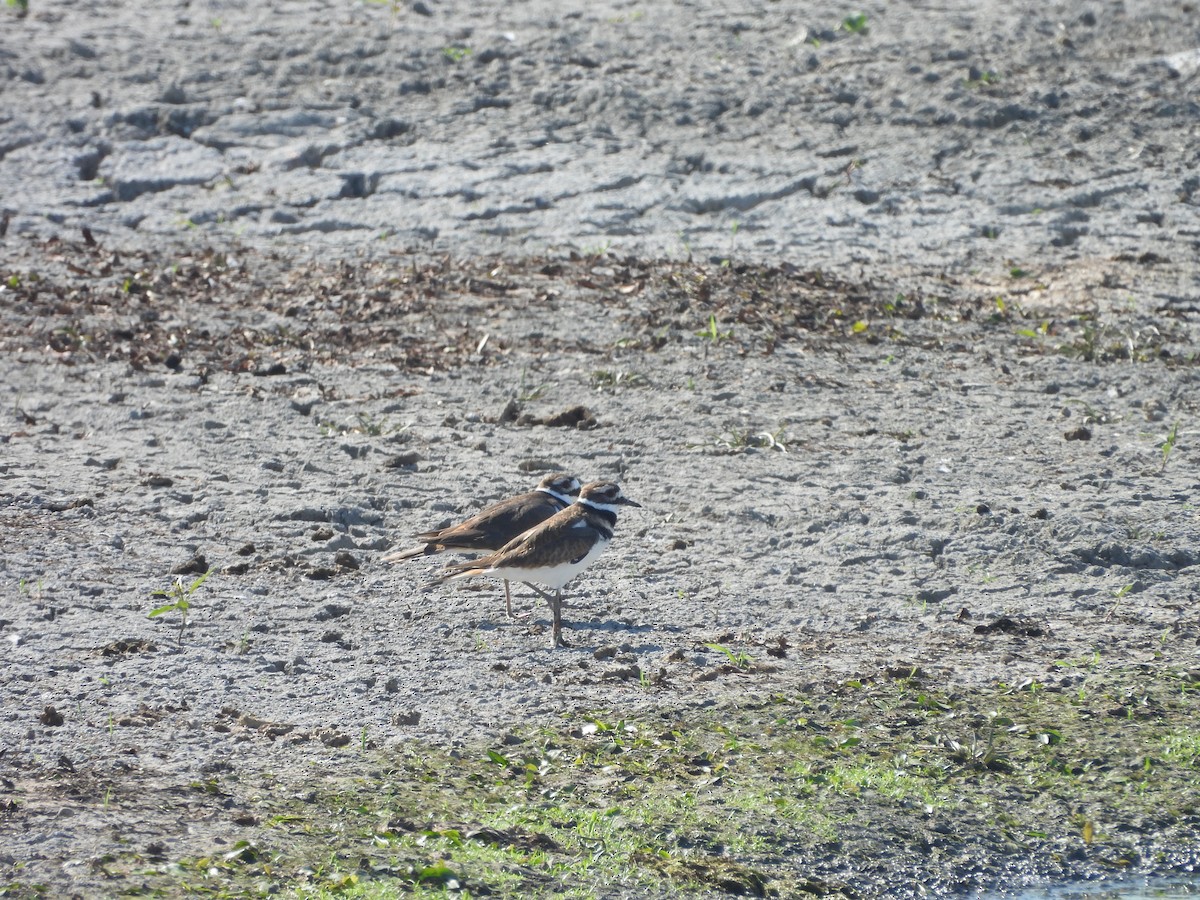 Killdeer - ML642627417