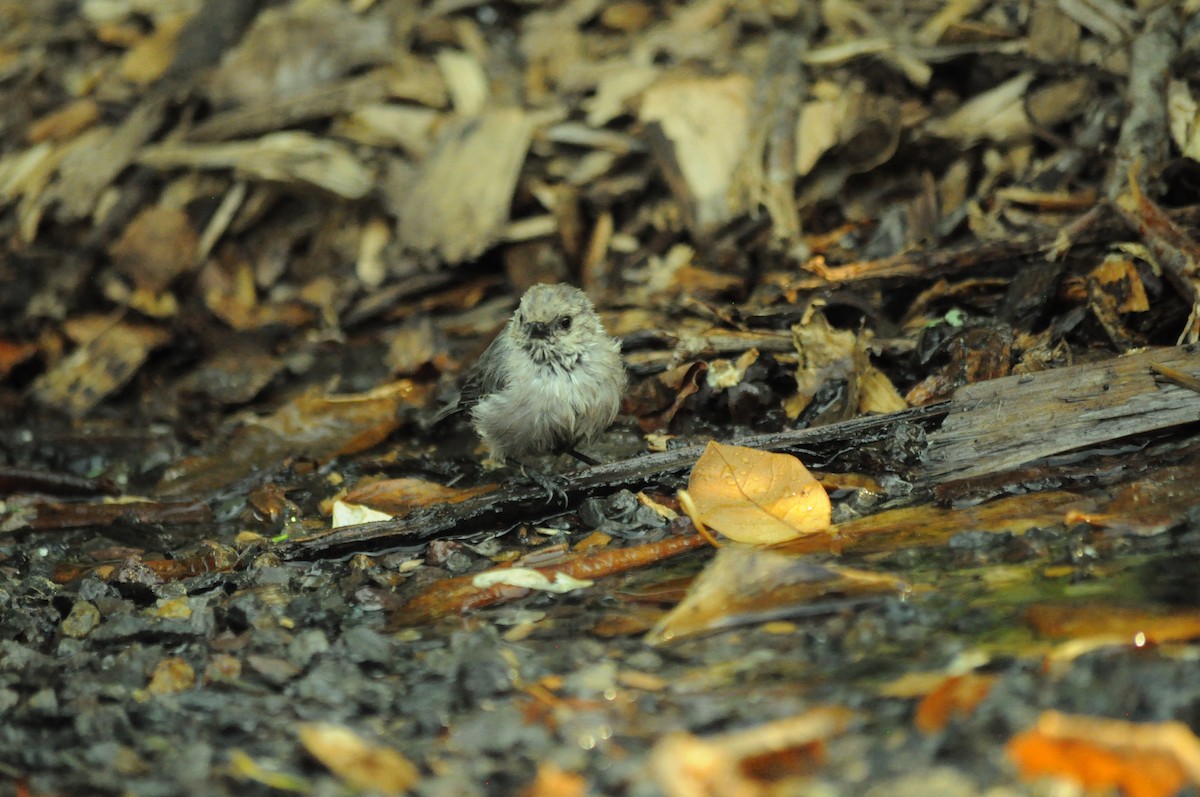 Bushtit - ML642627430