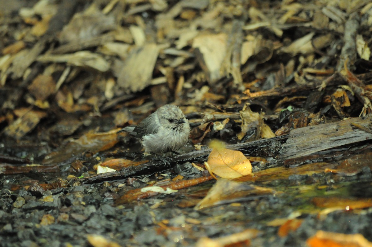 Bushtit - ML642627431