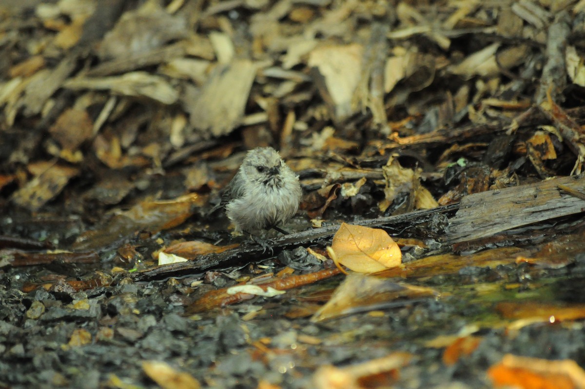 Bushtit - ML642627432