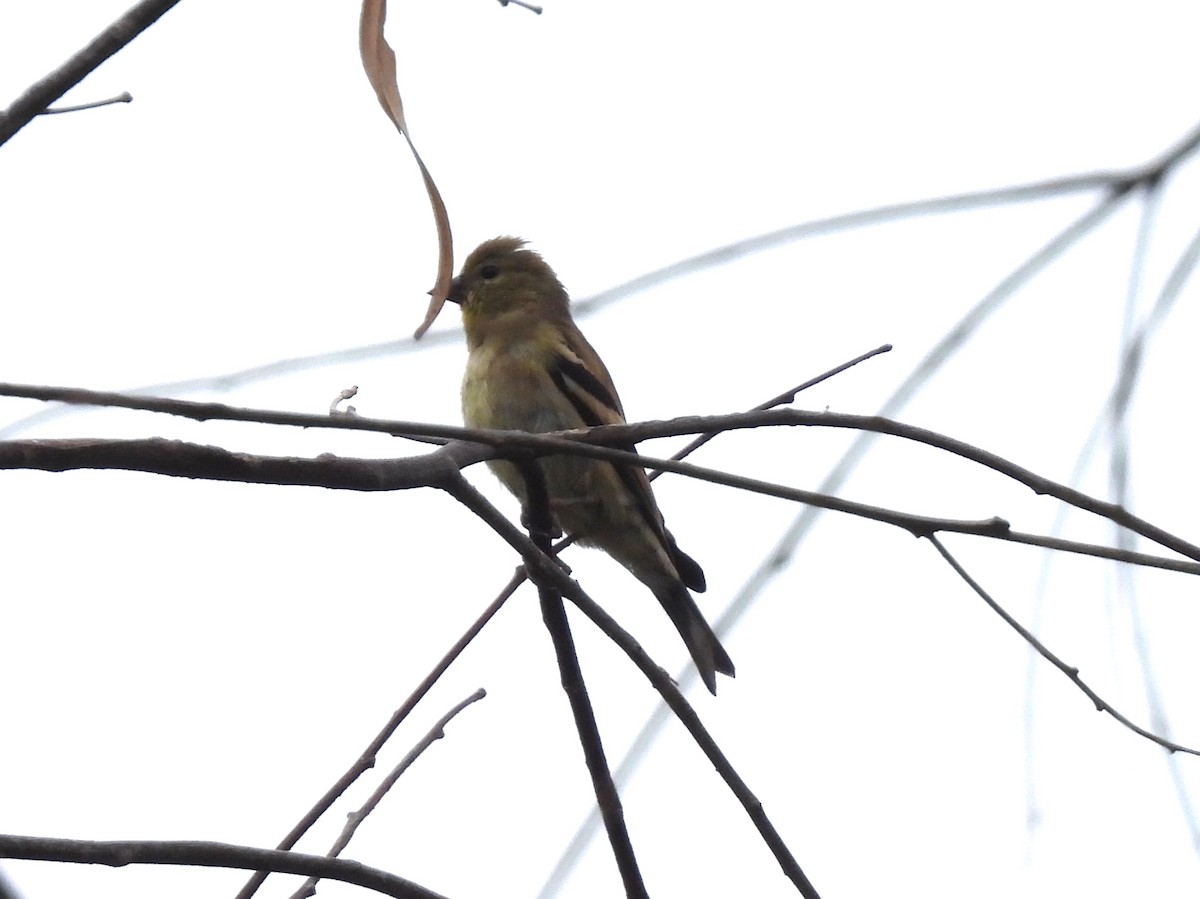 American Goldfinch - ML642627445