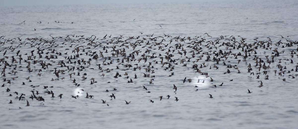 Least Storm-Petrel - ML642627455