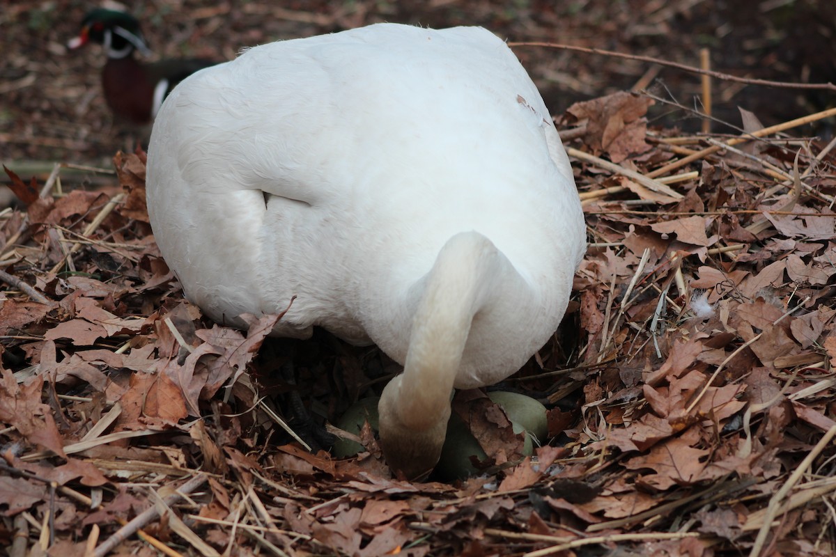 Mute Swan - ML642627483