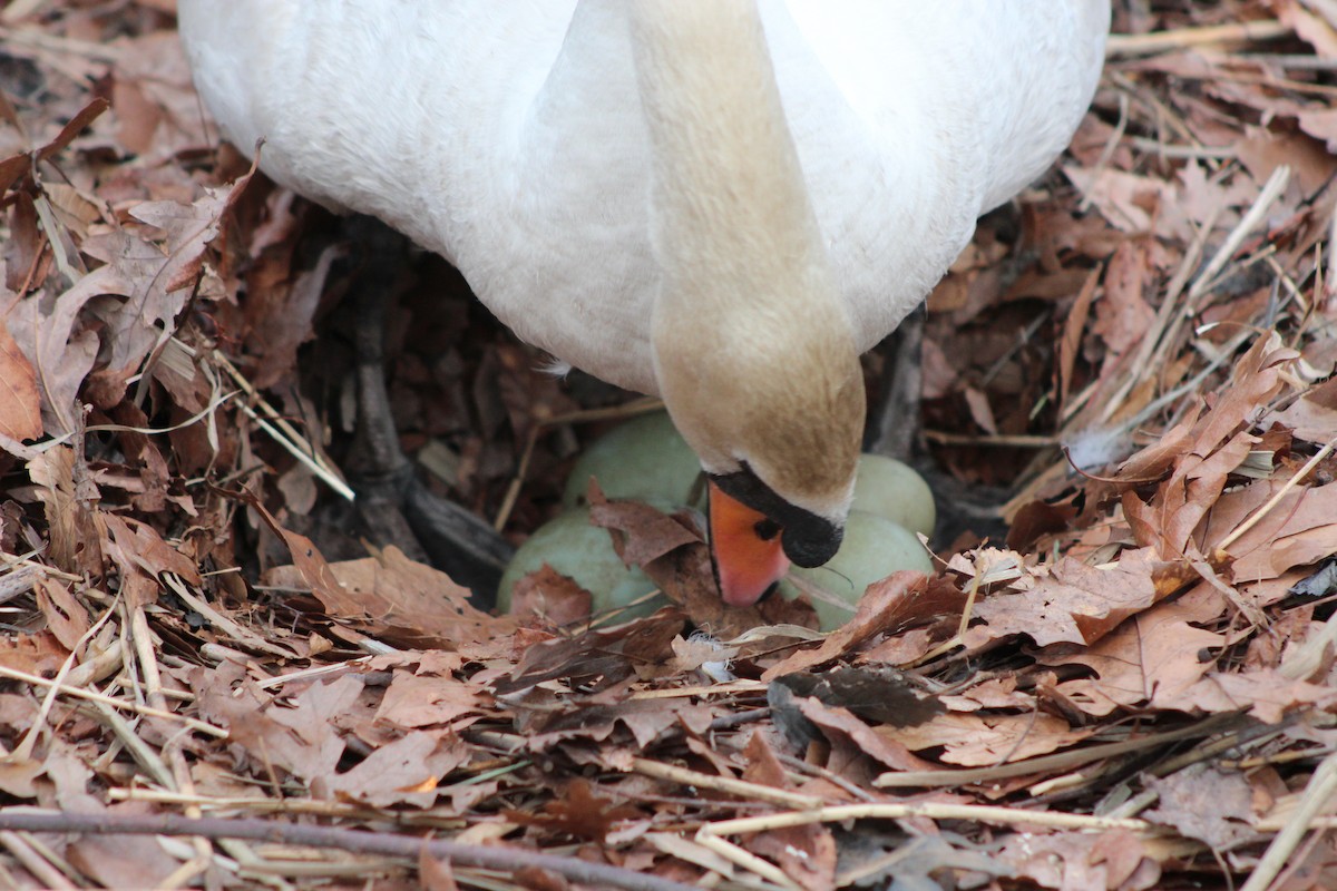 Mute Swan - ML642627485
