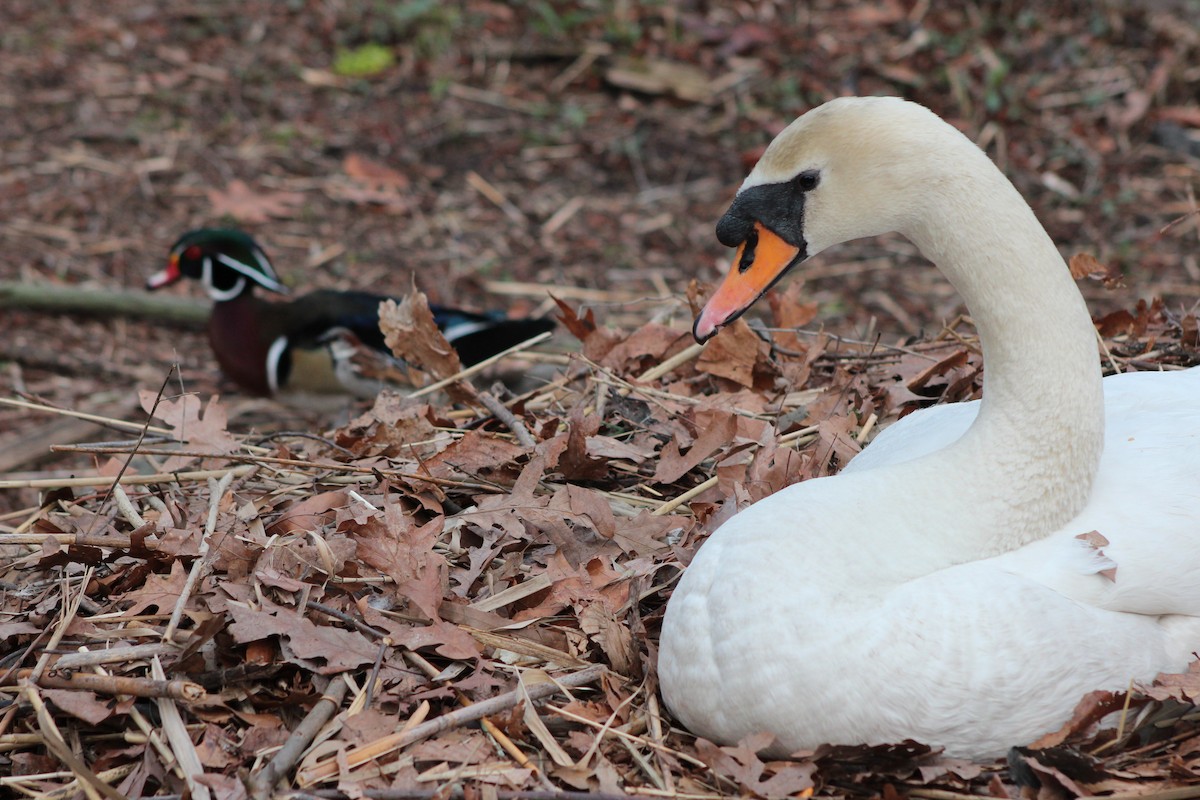 Mute Swan - ML642627509