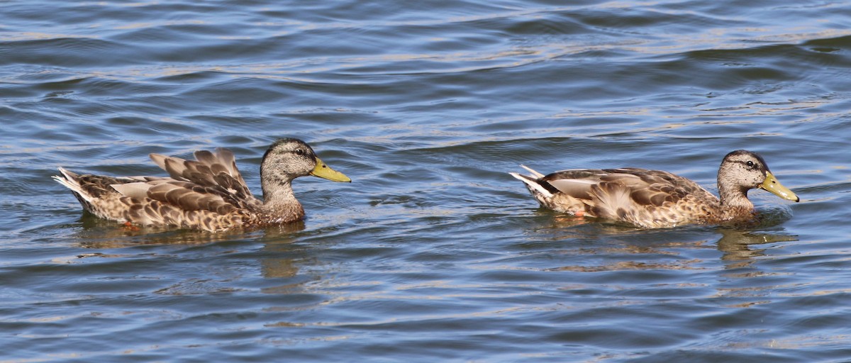 Canard colvert - ML64262751