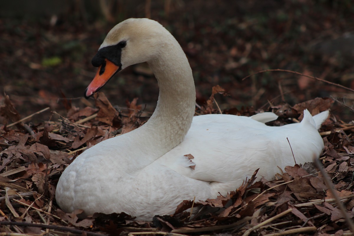 Mute Swan - ML642627521