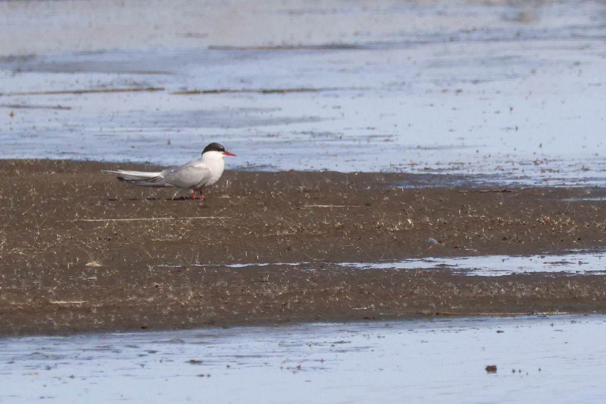 Arctic Tern - ML642627530