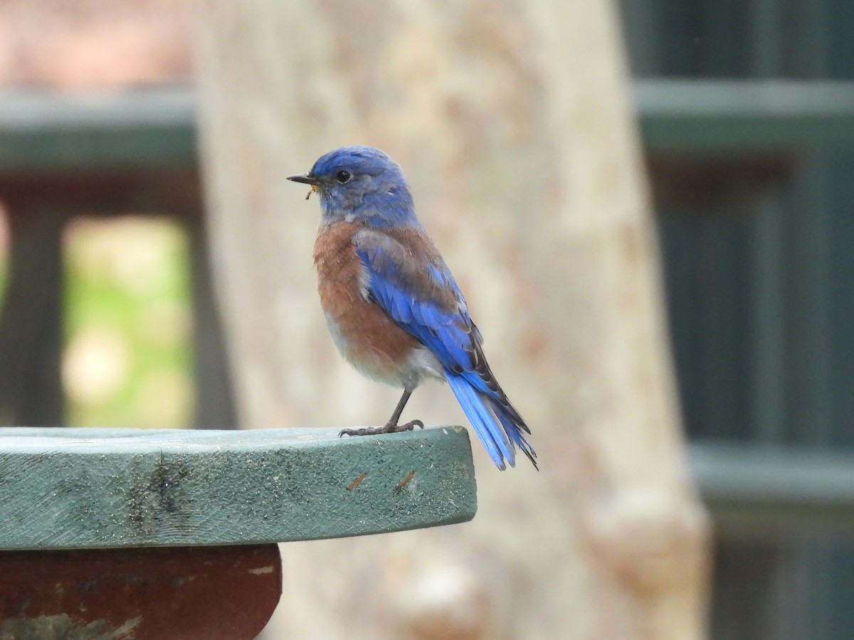 Western Bluebird - ML642627536
