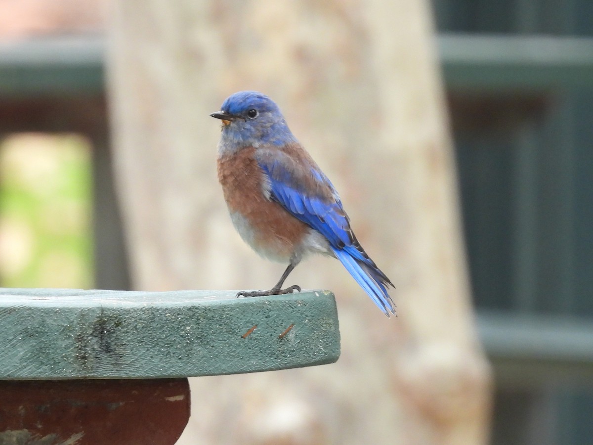 Western Bluebird - ML642627538