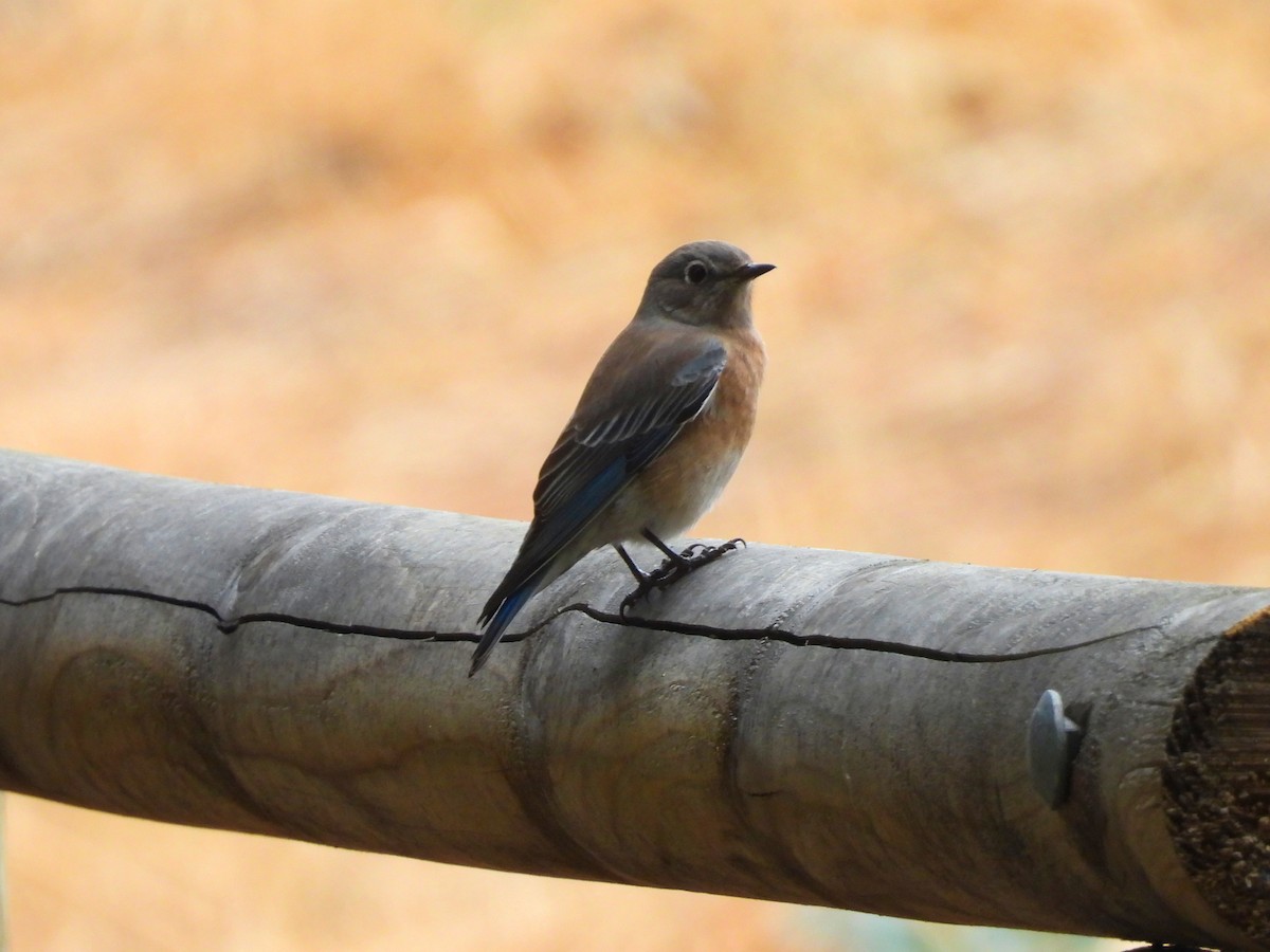 Western Bluebird - ML642627540