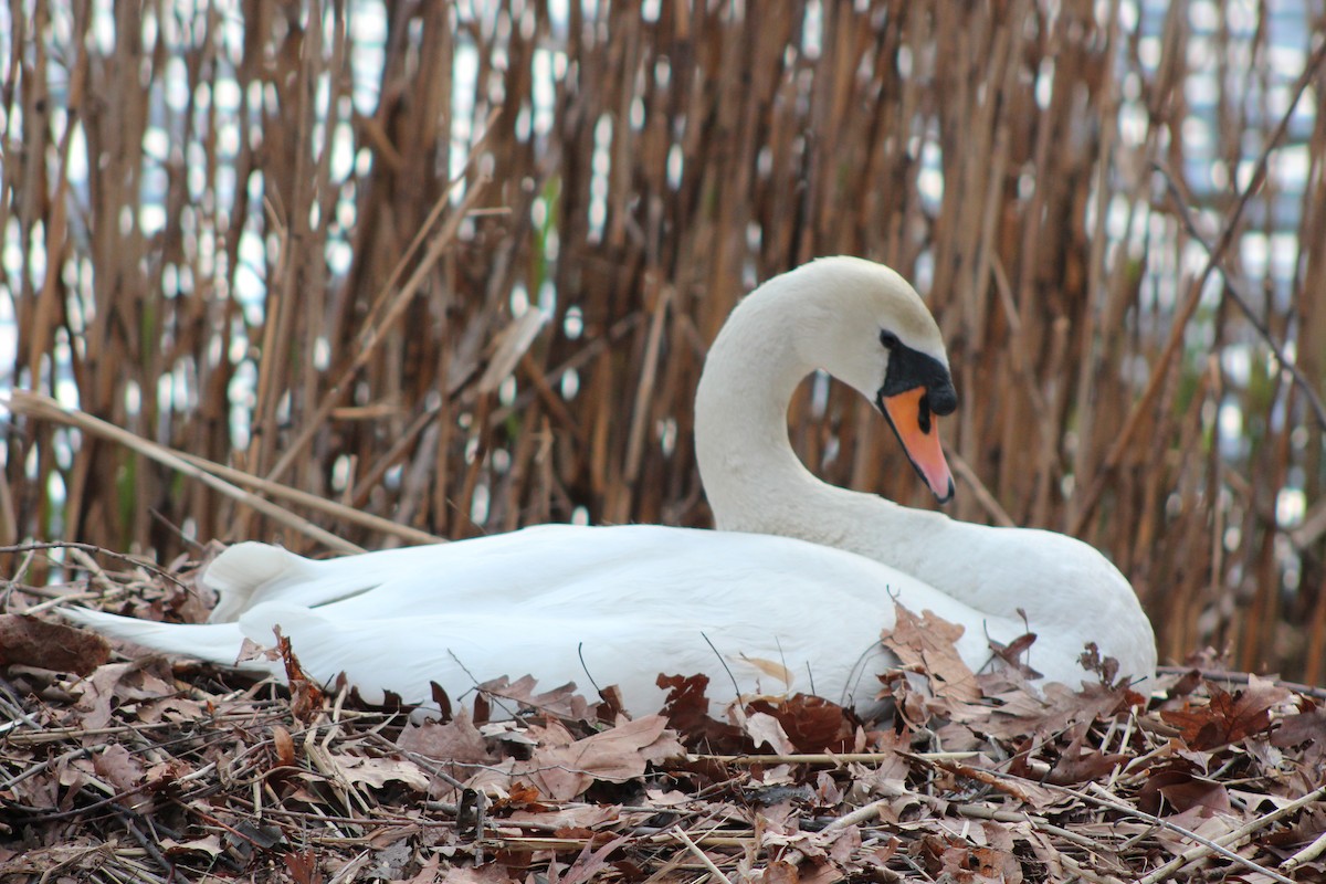 Mute Swan - ML642627549