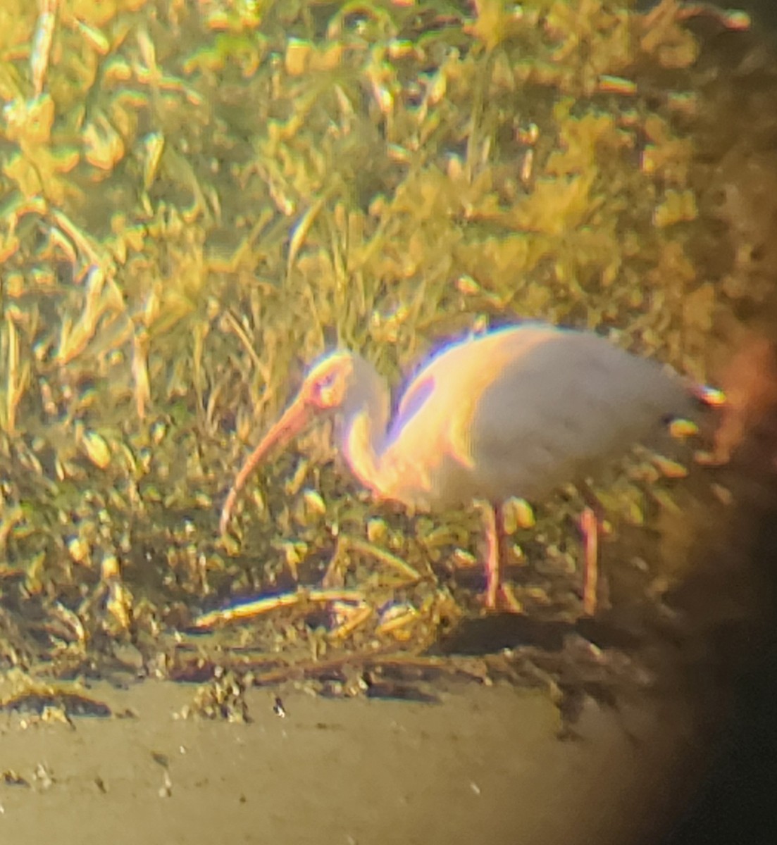 White Ibis - ML642627553