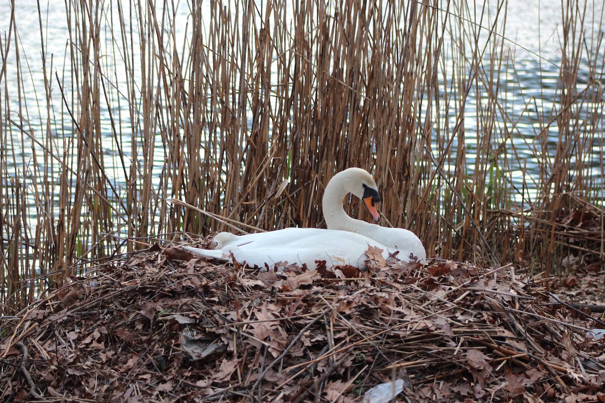 Mute Swan - ML642627561