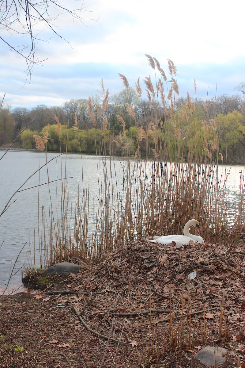 Mute Swan - ML642627569