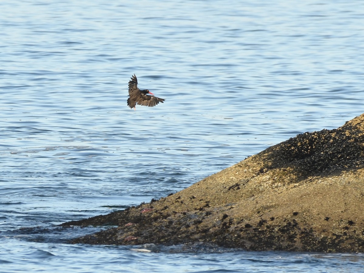 Black Oystercatcher - ML642627571