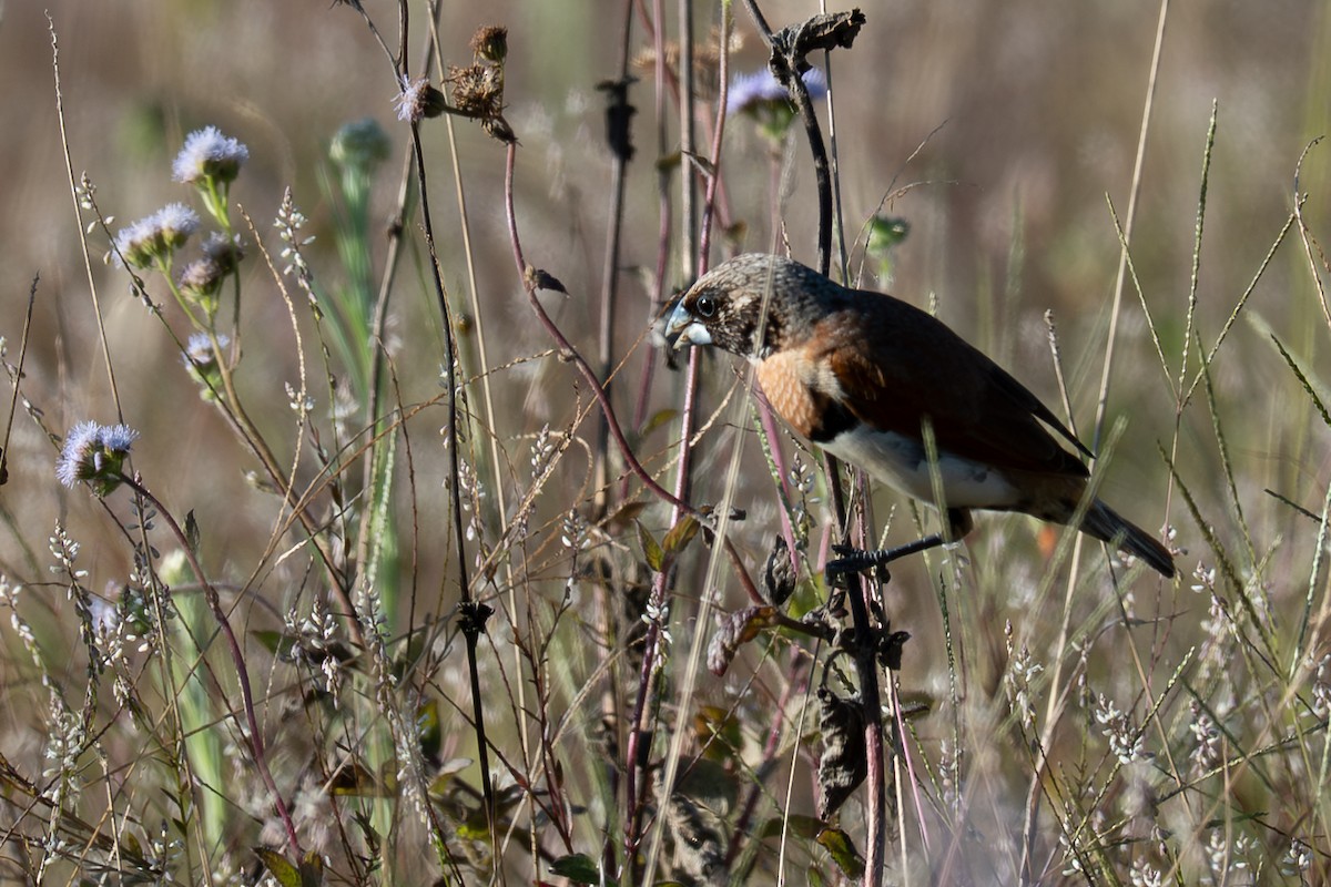 Chestnut-breasted Munia - ML642627583