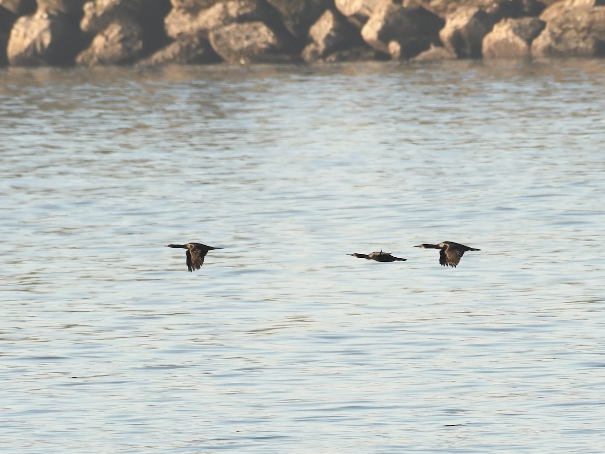 Cormoran de Brandt - ML642627584