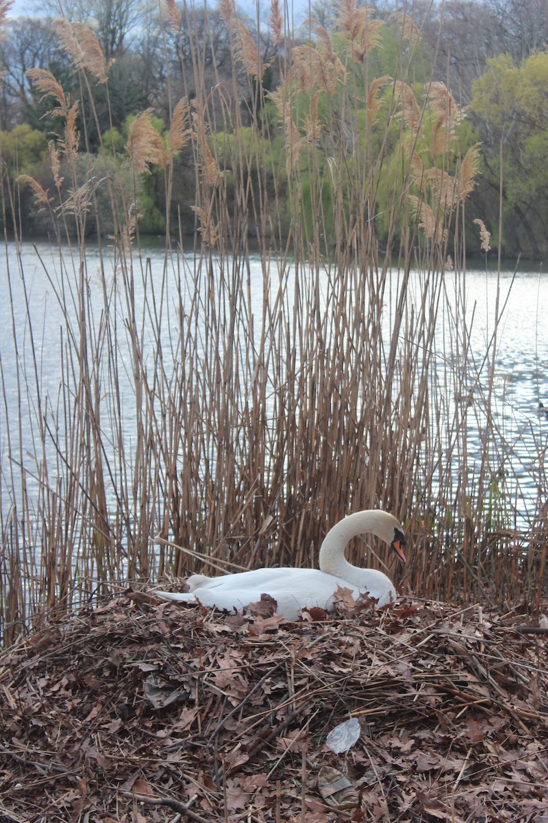 Mute Swan - ML642627585