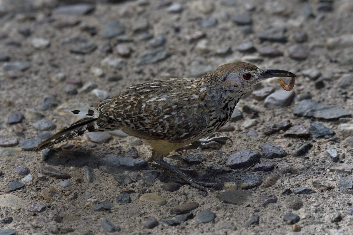 Cactus Wren - ML642627643