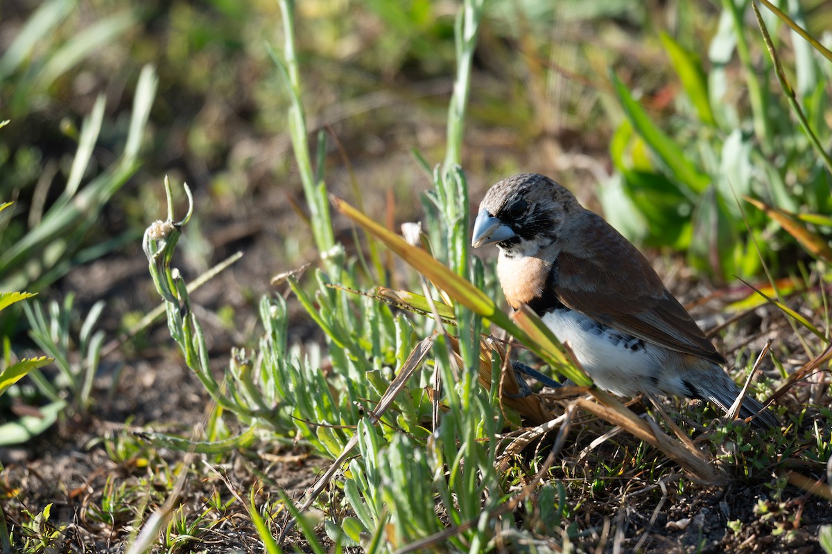Chestnut-breasted Munia - ML642627657
