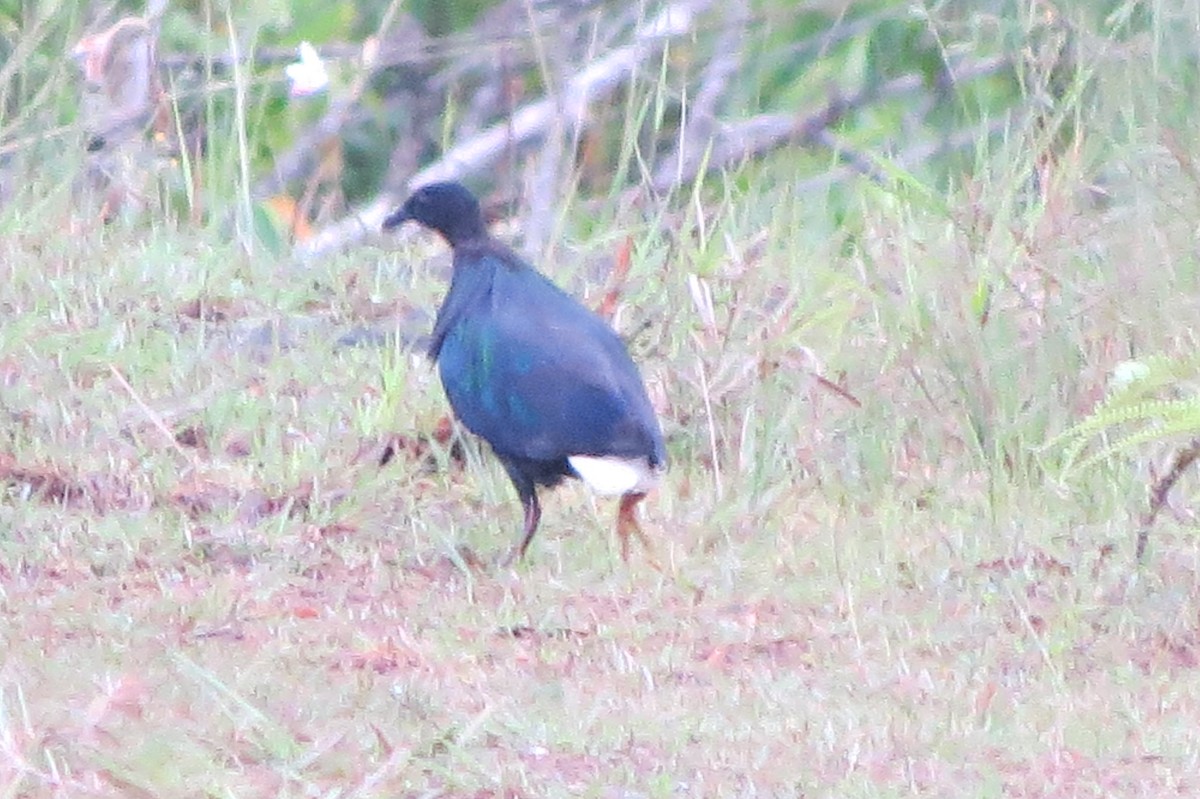 Голуб гривастий - ML642627678