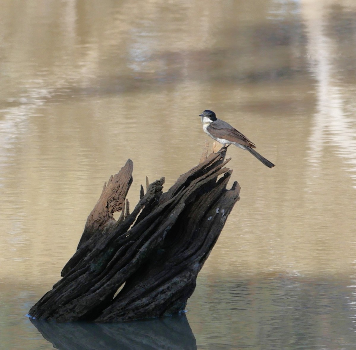 Restless Flycatcher - ML642627689