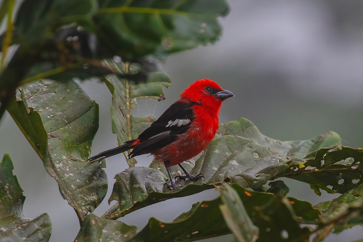 White-winged Tanager - ML642627693