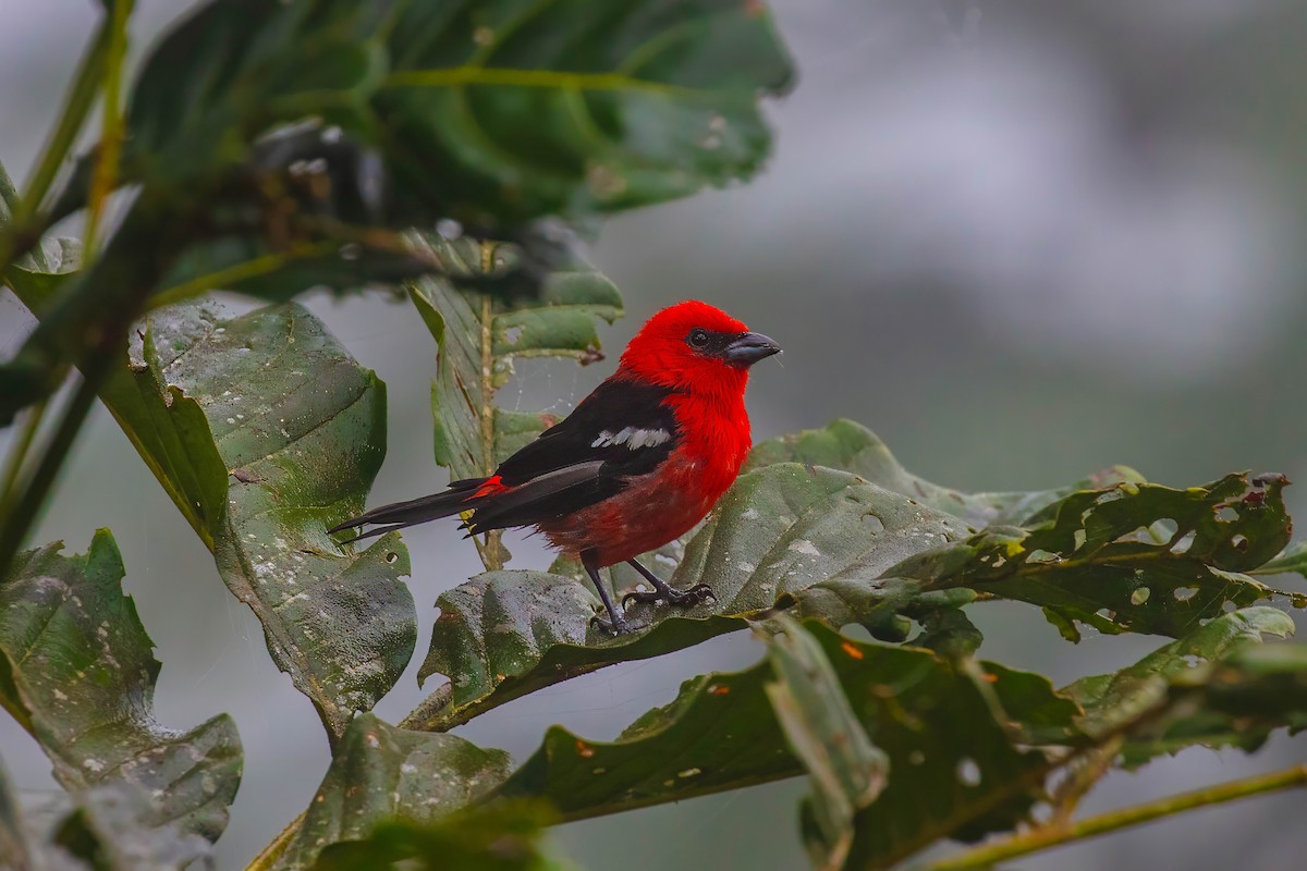 White-winged Tanager - ML642627694