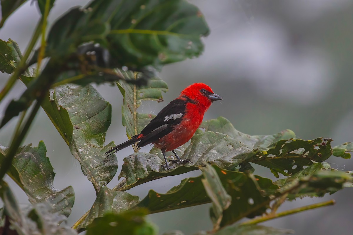 White-winged Tanager - ML642627695