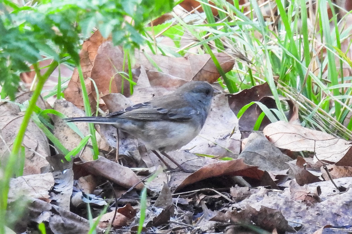 Dark-eyed Junco (Slate-colored) - ML642627717