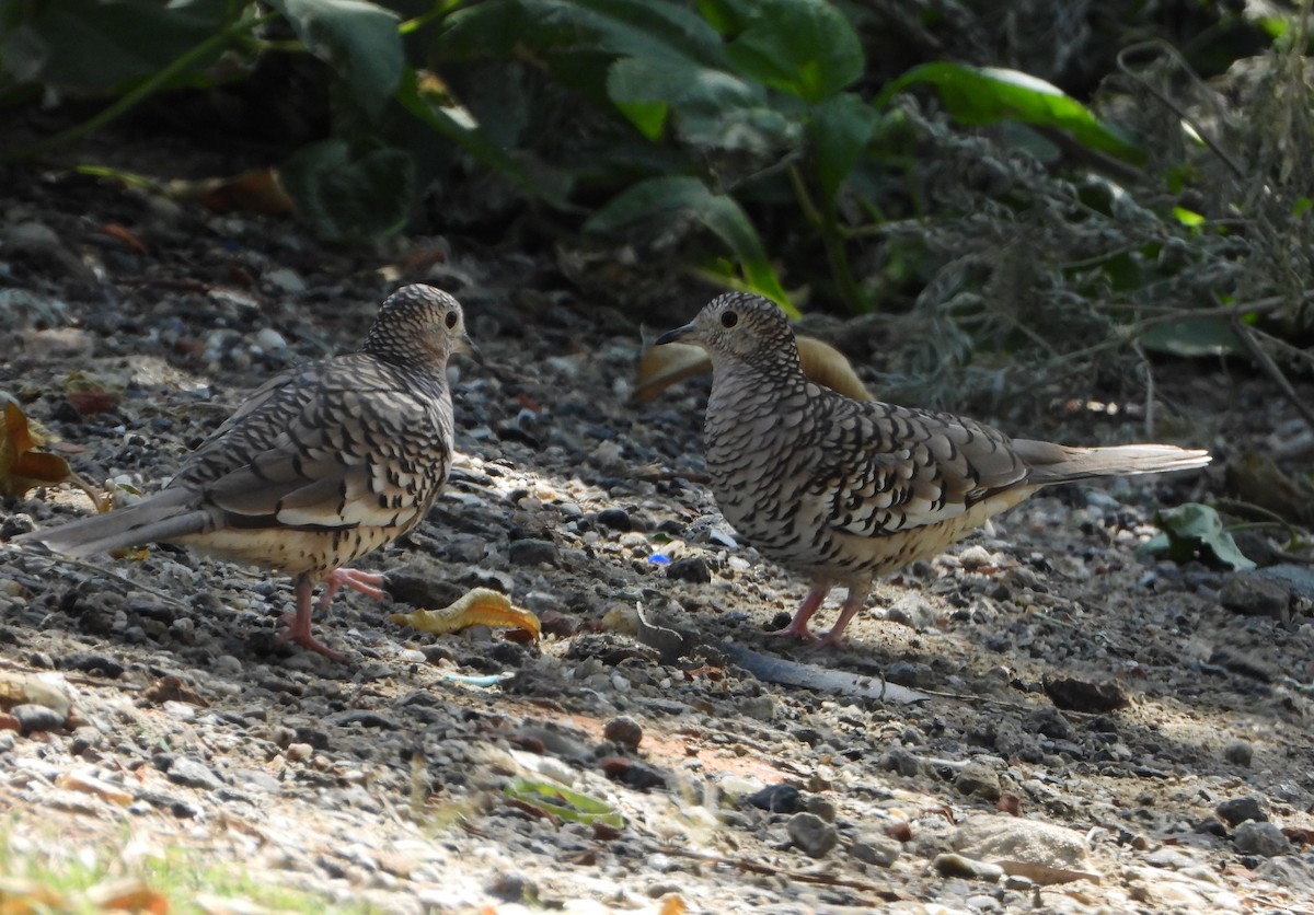 Scaled Dove - ML642627755