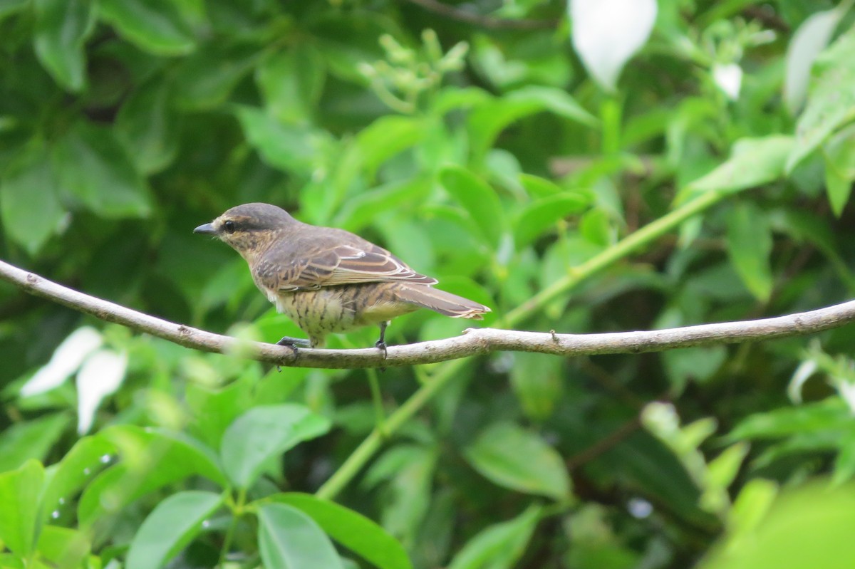 Palau Cicadabird - ML642627797