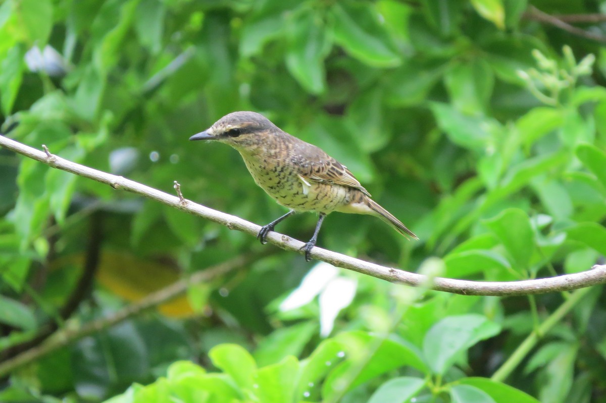 Palau Cicadabird - ML642627805