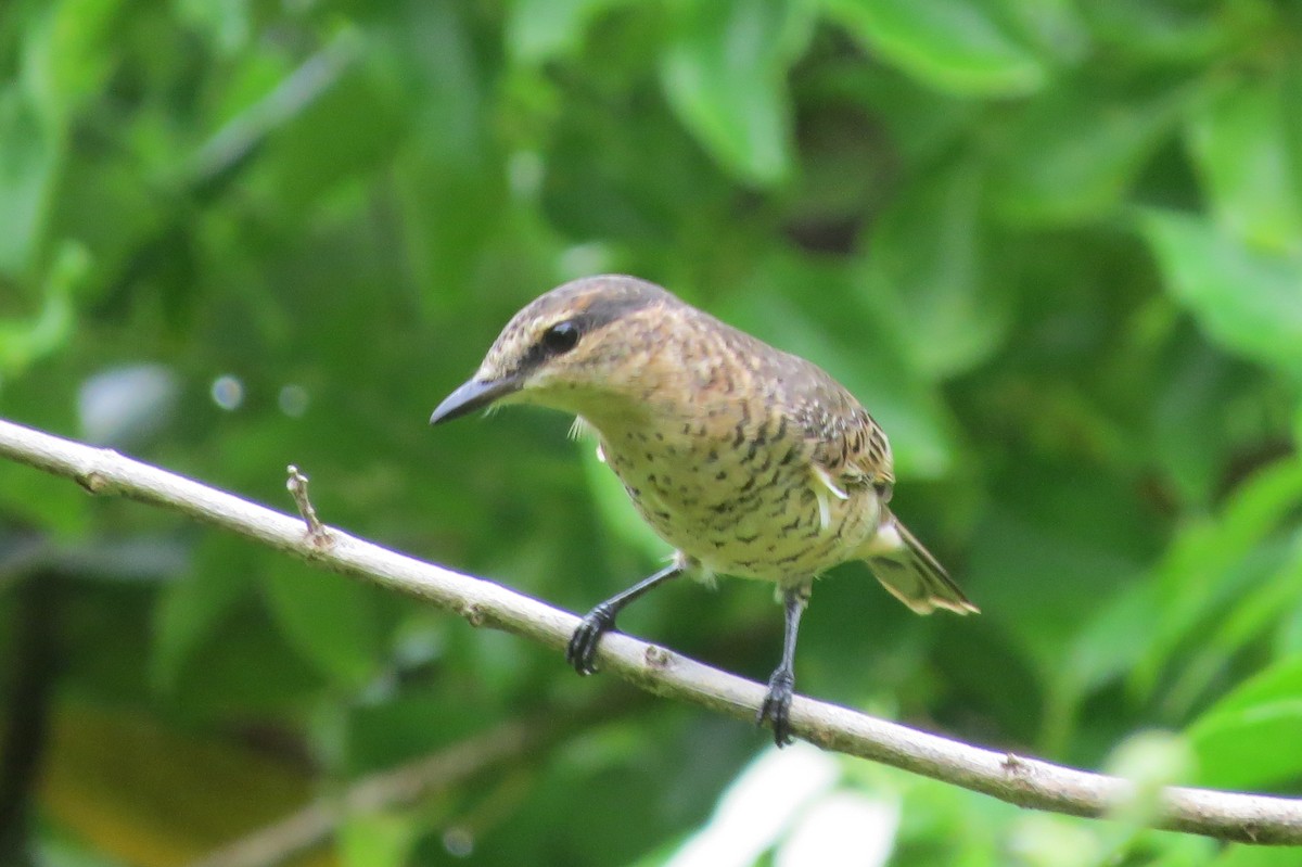 Palau Cicadabird - ML642627819