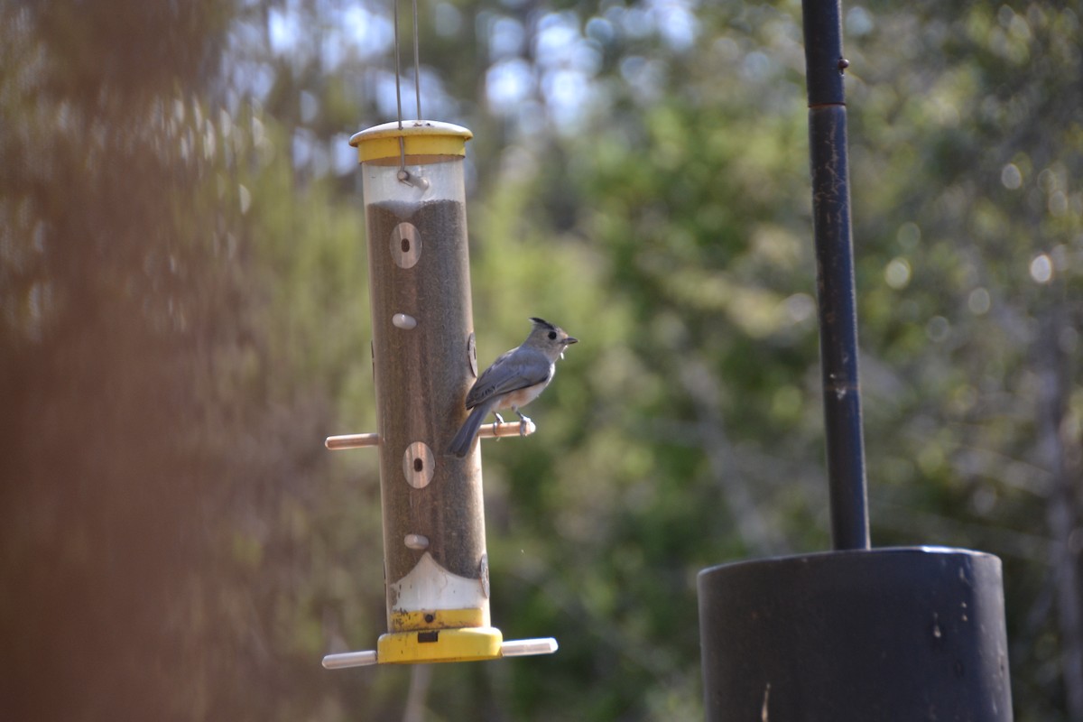 Black-crested Titmouse - ML642627820